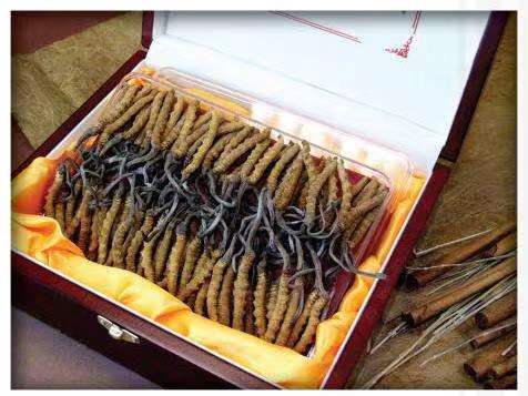 都安冬虫夏草回收